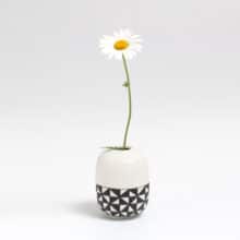 duo-white-top-daisy